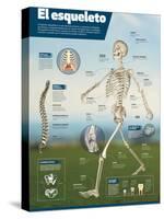 Infografía Del Esqueleto Humano, Detalle De Los Principales Huesos Y Diferencias Entre Sexos-null-Stretched Canvas