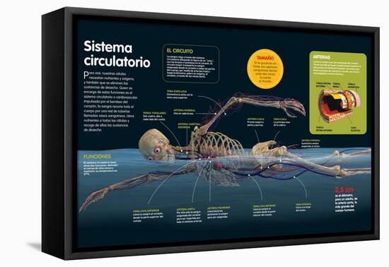 Infografía Del Sistema Circulatorio, Sus Funciones, Las Principales Arterias Y Venas Del Cuerpo-null-Framed Stretched Canvas