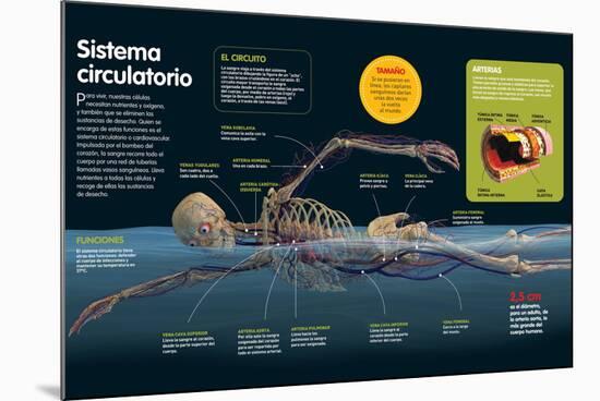 Infografía Del Sistema Circulatorio, Sus Funciones, Las Principales Arterias Y Venas Del Cuerpo-null-Mounted Poster