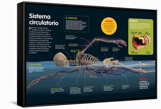 Infografía Del Sistema Circulatorio, Sus Funciones, Las Principales Arterias Y Venas Del Cuerpo-null-Framed Stretched Canvas