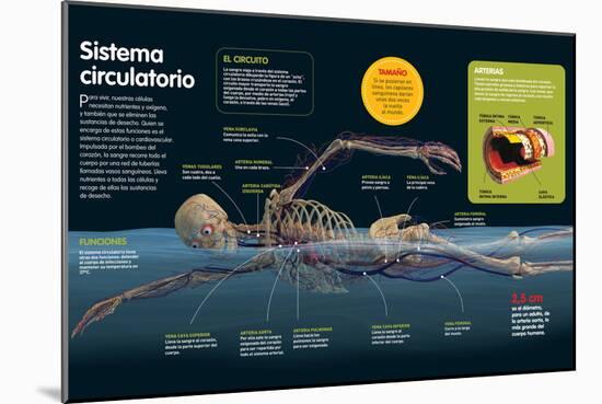 Infografía Del Sistema Circulatorio, Sus Funciones, Las Principales Arterias Y Venas Del Cuerpo-null-Mounted Poster