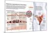 Infografía Del Sistema Reproductor Femenino Y Del Ciclo Menstrual-null-Mounted Poster