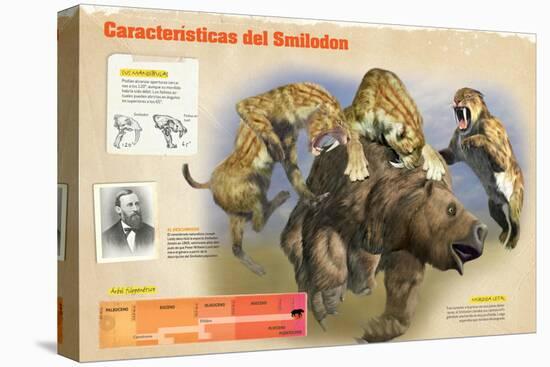 Infografía Del Smilodon, Felino Prehistórico Del Pleistoceno-null-Stretched Canvas