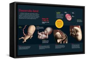 Infografía Que Describe El Desarrollo Fetal De Los Tres a Los Ocho Meses, Cómo Se Alimenta El Feto-null-Framed Stretched Canvas