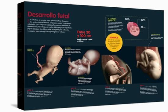 Infografía Que Describe El Desarrollo Fetal De Los Tres a Los Ocho Meses, Cómo Se Alimenta El Feto-null-Stretched Canvas