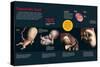 Infografía Que Describe El Desarrollo Fetal De Los Tres a Los Ocho Meses, Cómo Se Alimenta El Feto-null-Stretched Canvas