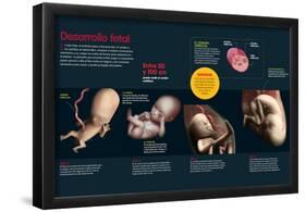 Infografía Que Describe El Desarrollo Fetal De Los Tres a Los Ocho Meses, Cómo Se Alimenta El Feto-null-Framed Poster