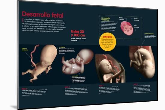 Infografía Que Describe El Desarrollo Fetal De Los Tres a Los Ocho Meses, Cómo Se Alimenta El Feto-null-Mounted Poster