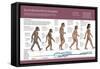 Infografía Sobre La Evolución De La Especie Humana, Del Australopithecus Hasta El Homo Sapiens-null-Framed Stretched Canvas