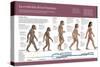 Infografía Sobre La Evolución De La Especie Humana, Del Australopithecus Hasta El Homo Sapiens-null-Stretched Canvas