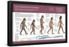 Infografía Sobre La Evolución De La Especie Humana, Del Australopithecus Hasta El Homo Sapiens-null-Framed Poster