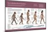 Infografía Sobre La Evolución De La Especie Humana, Del Australopithecus Hasta El Homo Sapiens-null-Mounted Poster