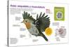 Infografía Sobre Las Aves, Su Esqueleto Y Su Musculatura, Diseñados Para El Vuelo O La Carrera-null-Stretched Canvas