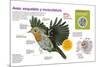 Infografía Sobre Las Aves, Su Esqueleto Y Su Musculatura, Diseñados Para El Vuelo O La Carrera-null-Mounted Poster