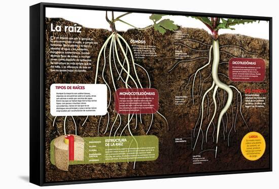 Infografía Sobre Las Raíces De Las Plantas: Qué Son Y Cuál Es Su Estructura-null-Framed Stretched Canvas