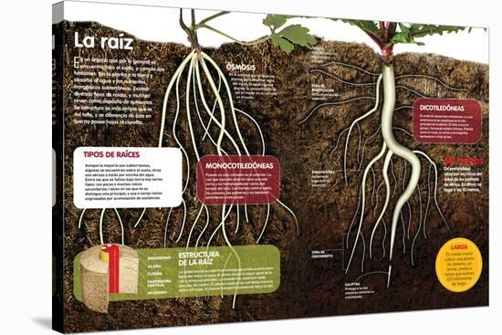 Infografía Sobre Las Raíces De Las Plantas: Qué Son Y Cuál Es Su Estructura-null-Stretched Canvas