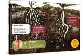 Infografía Sobre Las Raíces De Las Plantas: Qué Son Y Cuál Es Su Estructura-null-Stretched Canvas