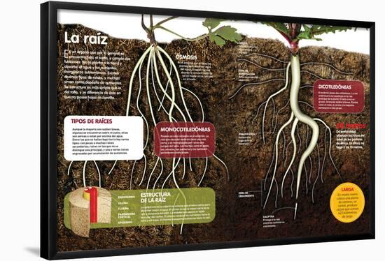 Infografía Sobre Las Raíces De Las Plantas: Qué Son Y Cuál Es Su Estructura-null-Framed Poster