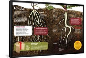 Infografía Sobre Las Raíces De Las Plantas: Qué Son Y Cuál Es Su Estructura-null-Framed Poster