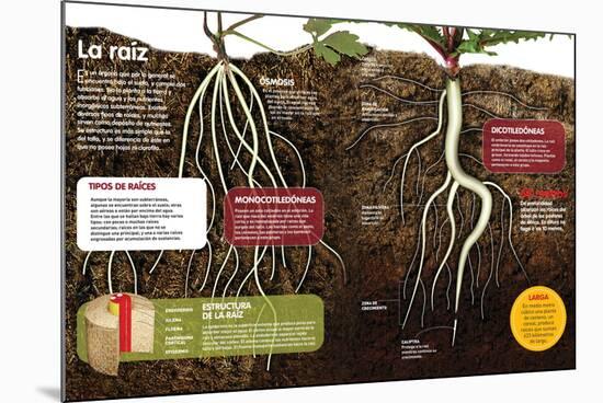 Infografía Sobre Las Raíces De Las Plantas: Qué Son Y Cuál Es Su Estructura-null-Mounted Poster