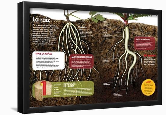 Infografía Sobre Las Raíces De Las Plantas: Qué Son Y Cuál Es Su Estructura-null-Framed Poster