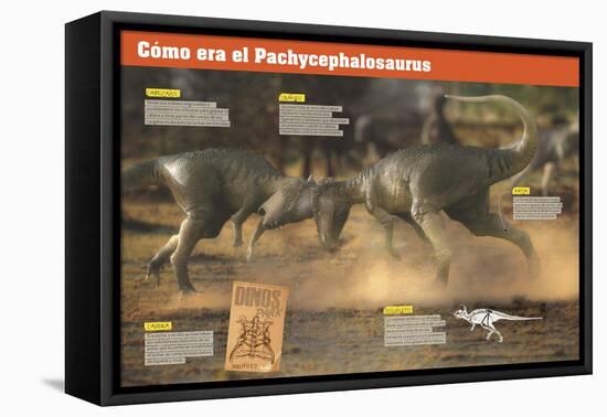 Infografía Sobre Los Pachycefalosaurios, Unos Dinosaurios Herbívoros Del Cretácico-null-Framed Stretched Canvas