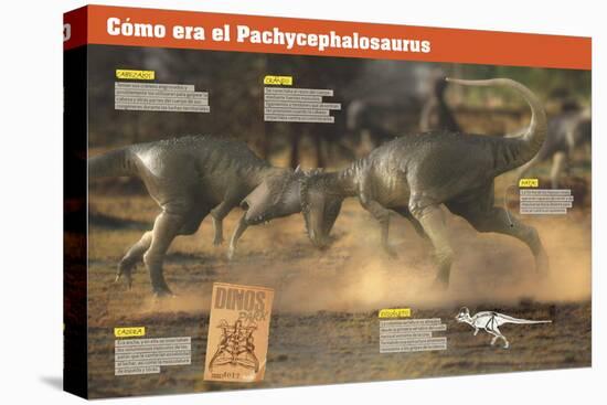 Infografía Sobre Los Pachycefalosaurios, Unos Dinosaurios Herbívoros Del Cretácico-null-Stretched Canvas