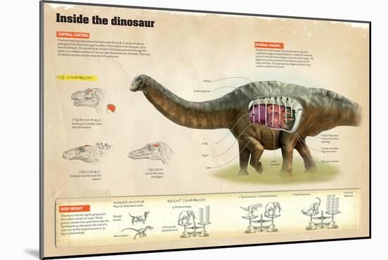 Infographic About Dinosaurs’ Inner Organs, the Different Sizes and the Percentage of Brain Mass-null-Mounted Poster