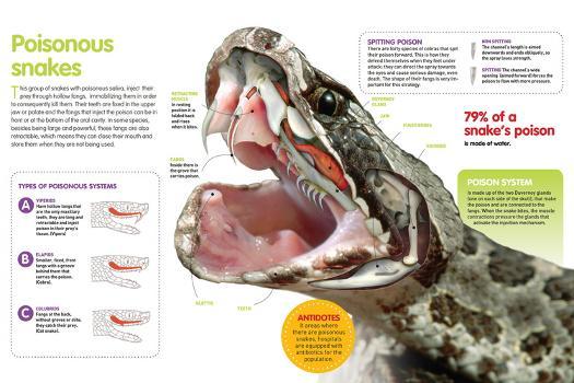 snake mouth anatomy