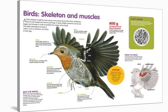 Infographic About the Body Structure of Birds, from their Skeleton to their Muscular System-null-Stretched Canvas