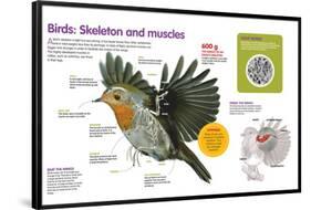 Infographic About the Body Structure of Birds, from their Skeleton to their Muscular System-null-Framed Poster