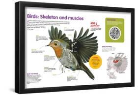 Infographic About the Body Structure of Birds, from their Skeleton to their Muscular System-null-Framed Poster