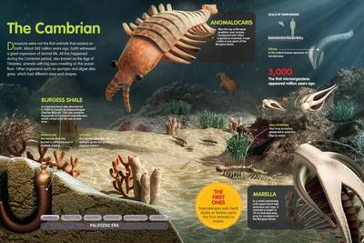 Infographic About the First Animals and Organisms That Inhabited the Earth  in the Cambrian Period' Posters 