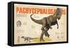 Infographic About the Pachycephalosaurus, a Herbivorous Dinosaur from the Cretaceous Period-null-Framed Stretched Canvas