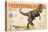 Infographic About the Pachycephalosaurus, a Herbivorous Dinosaur from the Cretaceous Period-null-Stretched Canvas