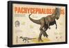 Infographic About the Pachycephalosaurus, a Herbivorous Dinosaur from the Cretaceous Period-null-Framed Poster