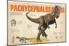 Infographic About the Pachycephalosaurus, a Herbivorous Dinosaur from the Cretaceous Period-null-Mounted Poster