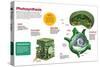 Infographic About the Photosynthesis and the Organs and Cells of the Plant-null-Stretched Canvas