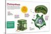 Infographic About the Photosynthesis and the Organs and Cells of the Plant-null-Stretched Canvas