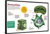 Infographic About the Photosynthesis and the Organs and Cells of the Plant-null-Framed Poster