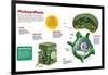 Infographic About the Photosynthesis and the Organs and Cells of the Plant-null-Framed Poster