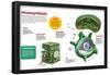 Infographic About the Photosynthesis and the Organs and Cells of the Plant-null-Framed Poster