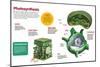 Infographic About the Photosynthesis and the Organs and Cells of the Plant-null-Mounted Poster