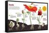 Infographic About the Process of Transformation from a Seed to a Plant-null-Framed Stretched Canvas