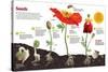 Infographic About the Process of Transformation from a Seed to a Plant-null-Stretched Canvas