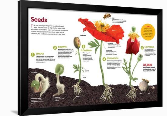 Infographic About the Process of Transformation from a Seed to a Plant-null-Framed Standard Poster