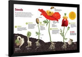 Infographic About the Process of Transformation from a Seed to a Plant-null-Framed Standard Poster