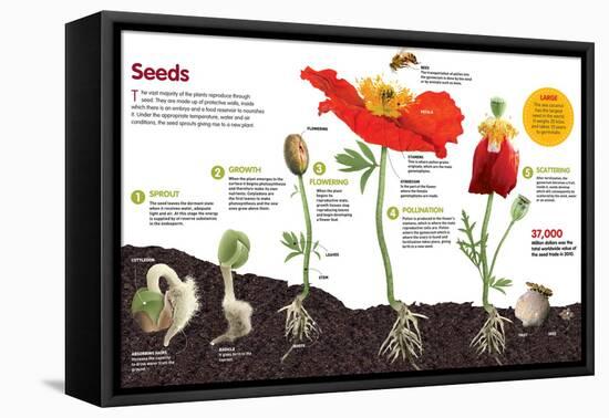 Infographic About the Process of Transformation from a Seed to a Plant-null-Framed Stretched Canvas