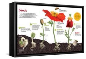 Infographic About the Process of Transformation from a Seed to a Plant-null-Framed Stretched Canvas