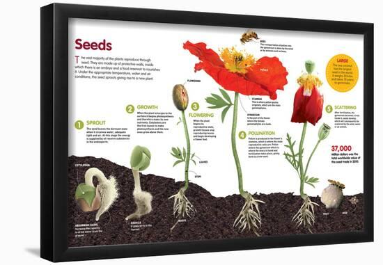 Infographic About the Process of Transformation from a Seed to a Plant-null-Framed Poster